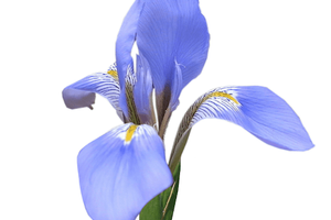 Iris Sibirica Floral Water