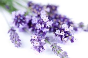 Lavandula Angustifolia (Lavender) Flower Water