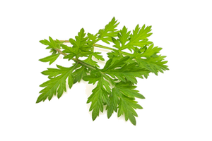 Artemisia Vulgaris (Mugwort) Extract