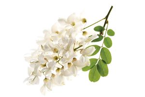 Acacia Farnesiana Flower Oil