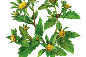 Bidens Tripartita Flower/Leaf/Stem Extract