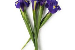 Iris Florentina (Iris) Extract