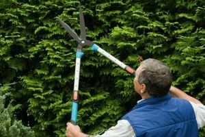 How to choose and buy garden shears for pruning bushes