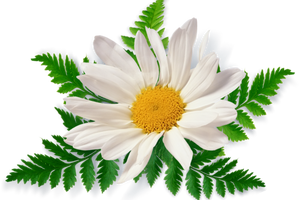 Chamomilla Recutita Flower