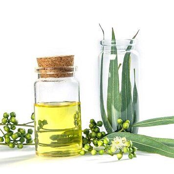 Eucalyptus Globulus Leaf Oil Купити косметику з Eucalyptus Globulus Leaf Oil (Ефірна олія 