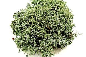 Cetraria Islandica (Iceland Moss) Extract