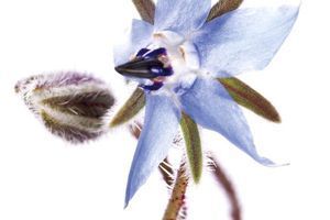 Borago Officinalis Fruit Water