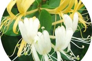Lonicera Japonica (Honeysuckle) Leaf Extract