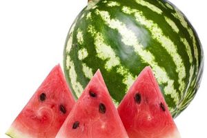 Citrullus Vulgaris (Watermelon) Fruit Extract