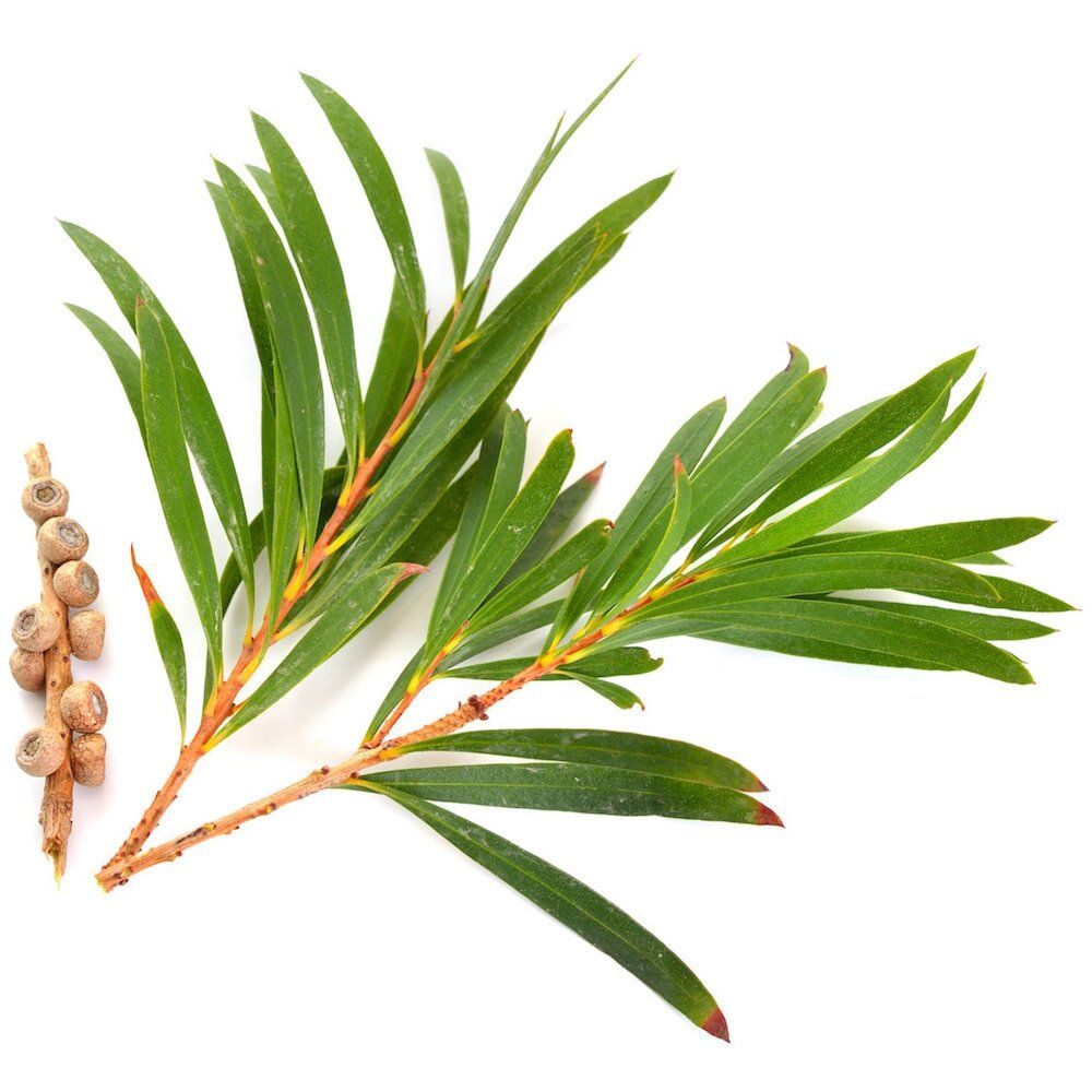 melaleuca-alternifolia-tea-tree-leaf-distillate-leaf-extract