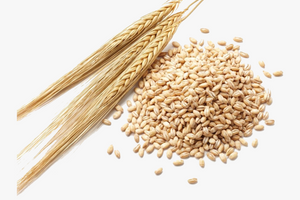 Hordeum Vulgare (Barley) Extract