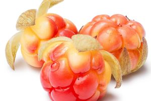 Rubus Chamaemorus Seed Oil