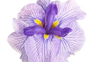 Iris Pallida Root Essential Oil