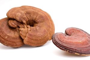 Polyporus Umbellatus (Mushroom) Extract